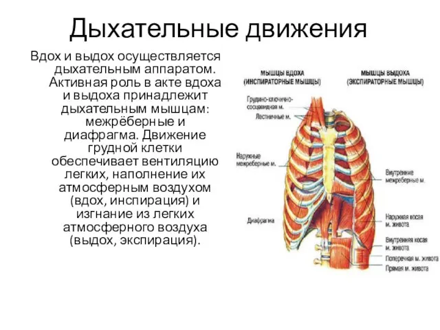 Дыхательные движения Вдох и выдох осуществляется дыхательным аппаратом. Активная роль в акте