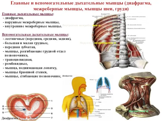Главные и вспомогательные дыхательные мышцы (диафрагма, межреберные мышцы, мышцы шеи, груди) Главные