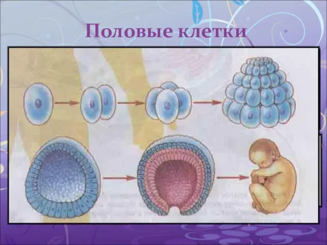 Половые клетки Яйцеклетка – женская половая клетка Сперматозоид – мужская половая клетка