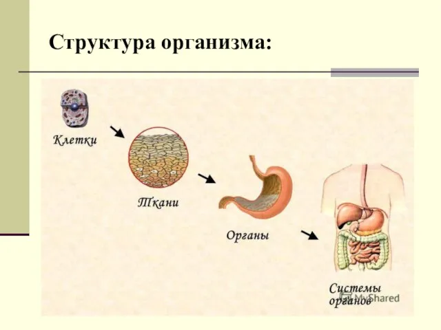 Структура организма: