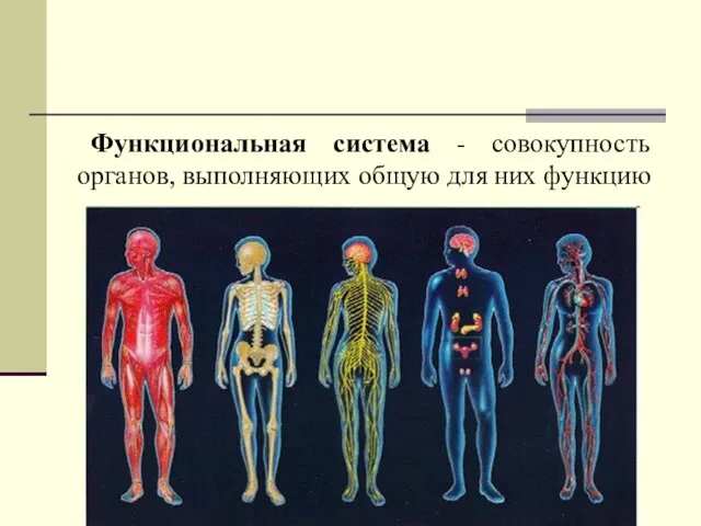 Функциональная система - совокупность органов, выполняющих общую для них функцию