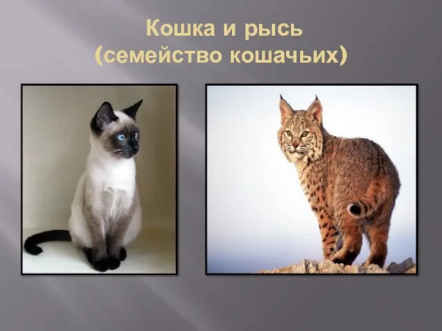 Кошка и рысь (семейство кошачьих)