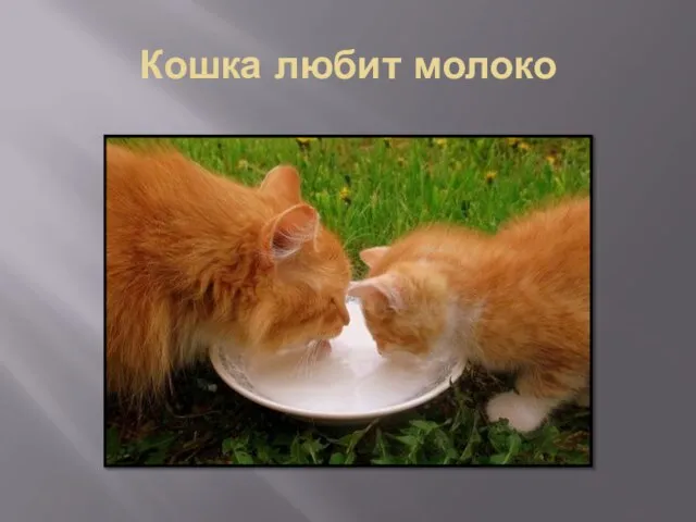 Кошка любит молоко