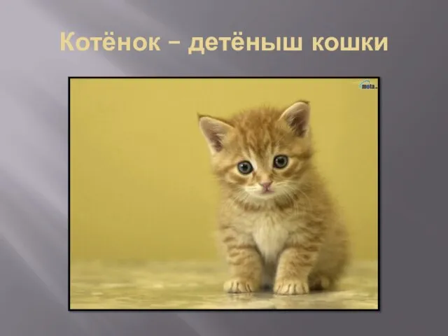 Котёнок – детёныш кошки