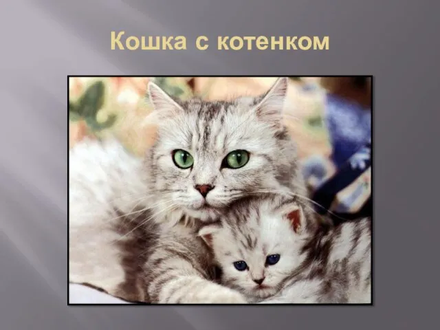 Кошка с котенком