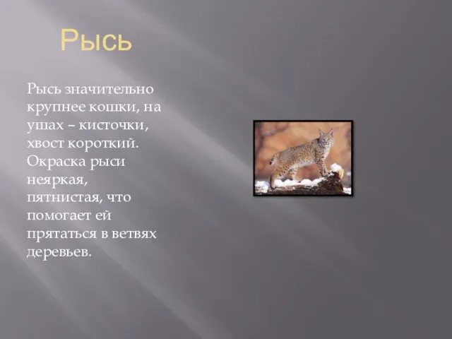 Рысь Рысь значительно крупнее кошки, на ушах – кисточки, хвост короткий. Окраска