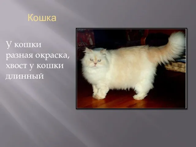 Кошка У кошки разная окраска, хвост у кошки длинный