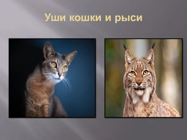 Уши кошки и рыси