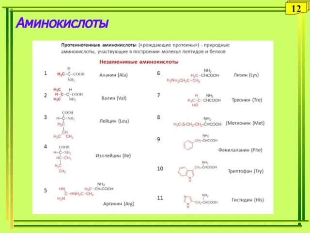 Аминокислоты 12