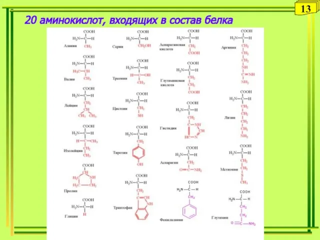 13 20 аминокислот, входящих в состав белка