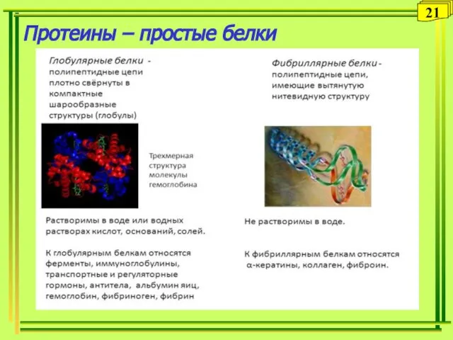 Протеины – простые белки 21