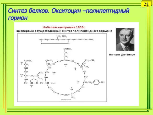 Синтез белков. Окситоцин –полипептидный гормон 22