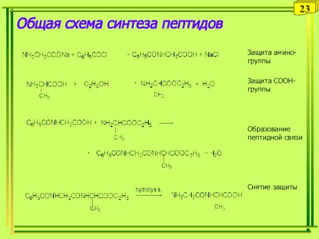 Общая схема синтеза пептидов 23 Защита амино-группы Защита COOH-группы Образование пептидной связи Снятие защиты