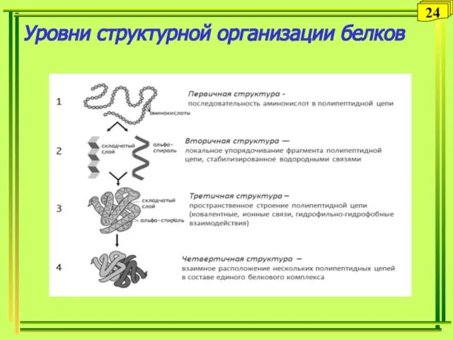 Уровни структурной организации белков 24