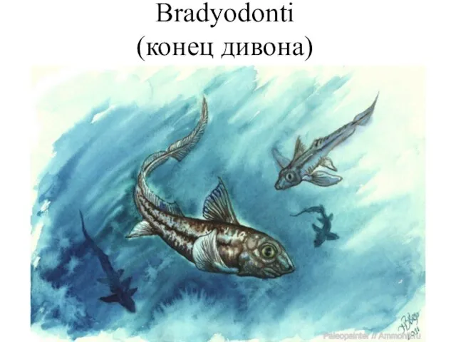 Bradyodonti (конец дивона)