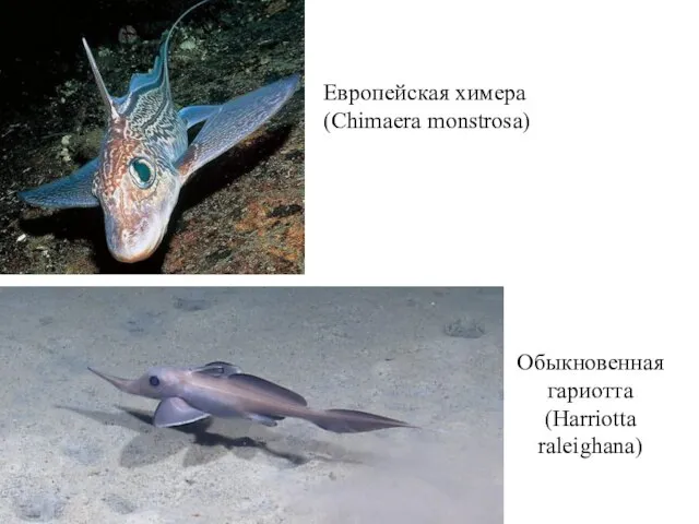 Европейская химера (Chimaera monstrosa) Обыкновенная гариотта (Harriotta raleighana)