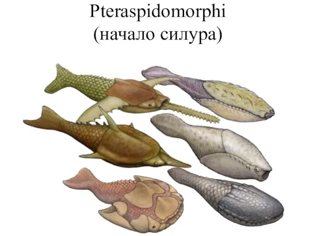 Pteraspidomorphi (начало силура)