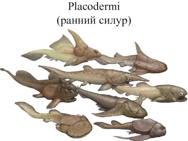 Placodermi (ранний силур)