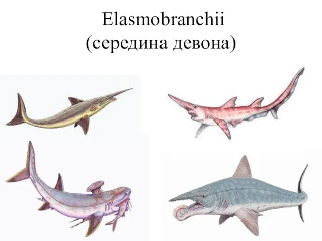 Elasmobranchii (середина девона)