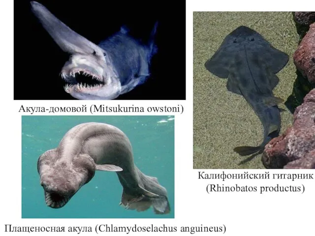 Плащеносная акула (Chlamydoselachus anguineus) Акула-домовой (Mitsukurina owstoni) Калифонийский гитарник (Rhinobatos productus)