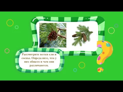 Место для иллюстрации к вопросу Рассмотрите ветки ели и сосны. Определите, что