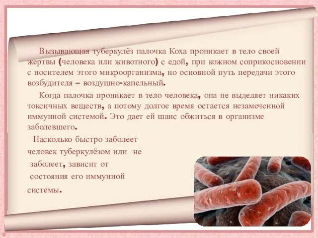 Вызывающая туберкулёз палочка Коха проникает в тело своей жертвы (человека или животного)