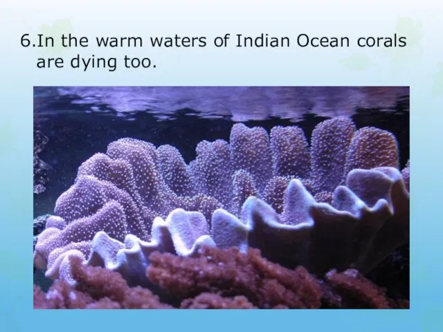6.In the warm waters of Indian Ocean corals are dying too.