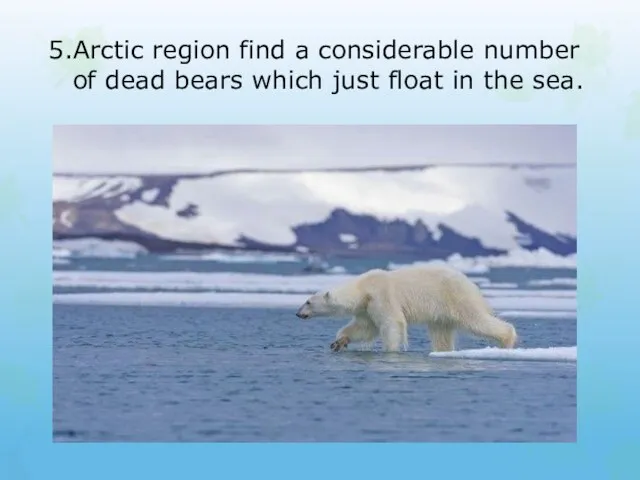 5.Arctic region find a considerable number of dead bears which just float in the sea.