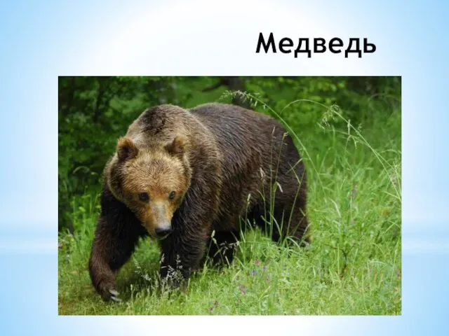 Медведь