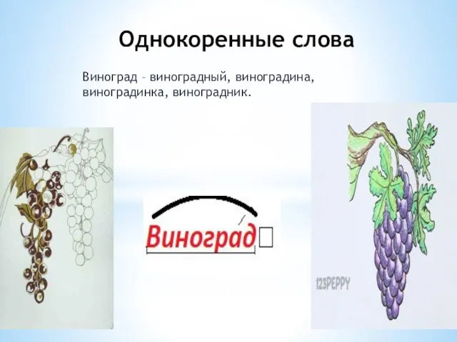 Однокоренные слова Виноград – виноградный, виноградина, виноградинка, виноградник.