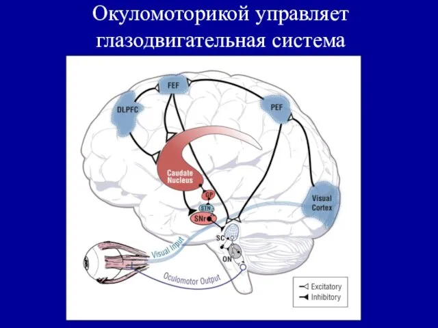 Окуломоторикой управляет глазодвигательная система