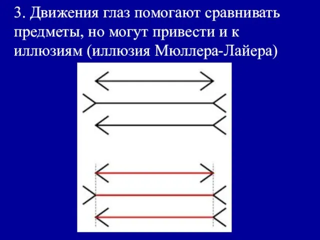 3. Движения глаз помогают сравнивать предметы, но могут привести и к иллюзиям (иллюзия Мюллера-Лайера)