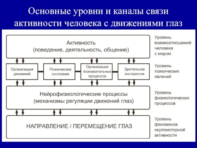 Основные уровни и каналы связи активности человека с движениями глаз