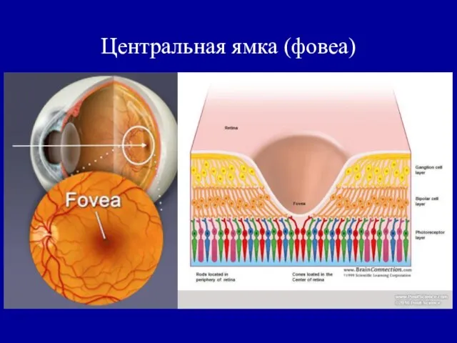 Центральная ямка (фовеа)