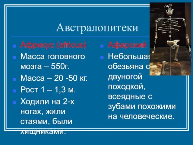 Австралопитеки Африкус (africus) Масса головного мозга – 550г. Масса – 20 -50