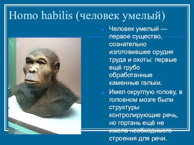 Homo habilis (человек умелый) Человек умелый — первое существо, сознательно изготовившее орудия
