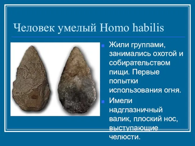 Человек умелый Homo habilis Жили группами, занимались охотой и собирательством пищи. Первые