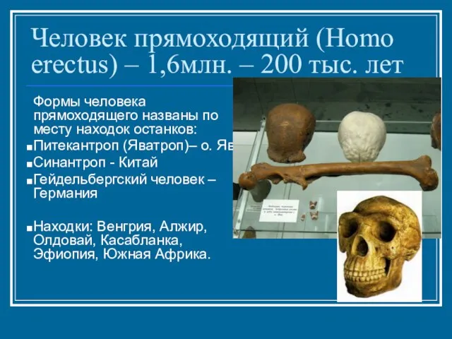 Человек прямоходящий (Homo erectus) – 1,6млн. – 200 тыс. лет Формы человека