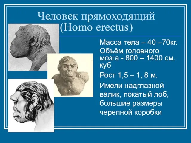 Человек прямоходящий (Homo erectus) Масса тела – 40 –70кг. Объём головного мозга