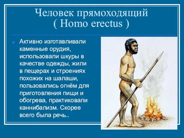 Человек прямоходящий ( Homo erectus ) Активно изготавливали каменные орудия, использовали шкуры