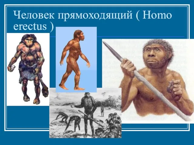 Человек прямоходящий ( Homo erectus )