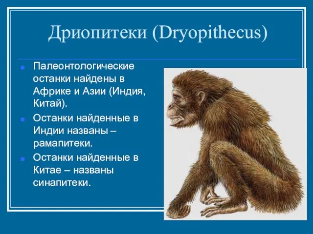 Дриопитеки (Dryopithecus) Палеонтологические останки найдены в Африке и Азии (Индия, Китай). Останки
