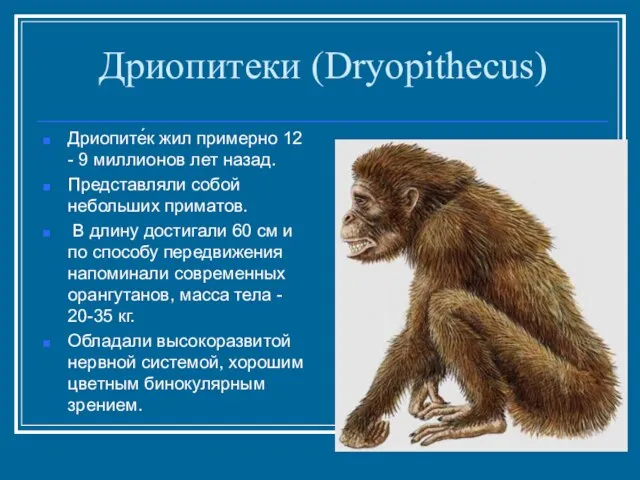 Дриопитеки (Dryopithecus) Дриопите́к жил примерно 12 - 9 миллионов лет назад. Представляли
