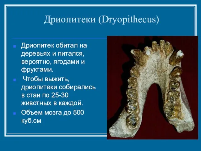 Дриопитеки (Dryopithecus) Дриопитек обитал на деревьях и питался, вероятно, ягодами и фруктами.
