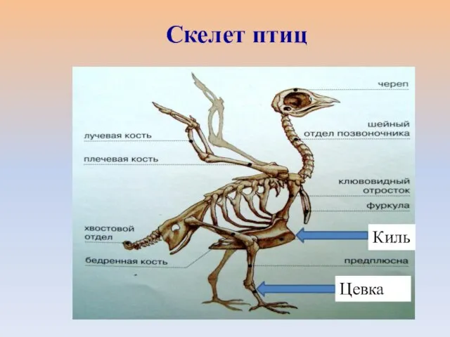 Киль Цевка Скелет птиц