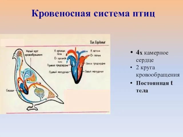 4х камерное сердце 2 круга кровообращения Постоянная t тела Кровеносная система птиц