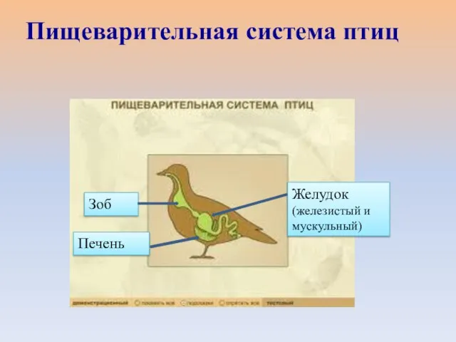 Зоб Желудок (железистый и мускульный) Печень Пищеварительная система птиц