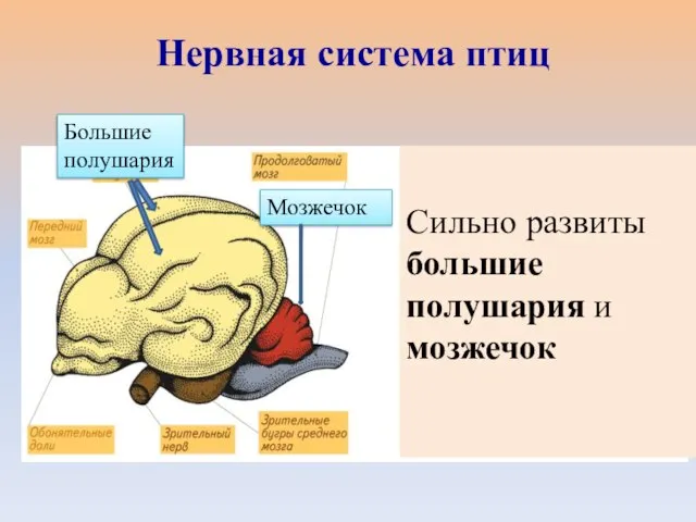 Сильно развиты большие полушария и мозжечок Мозжечок Большие полушария Нервная система птиц