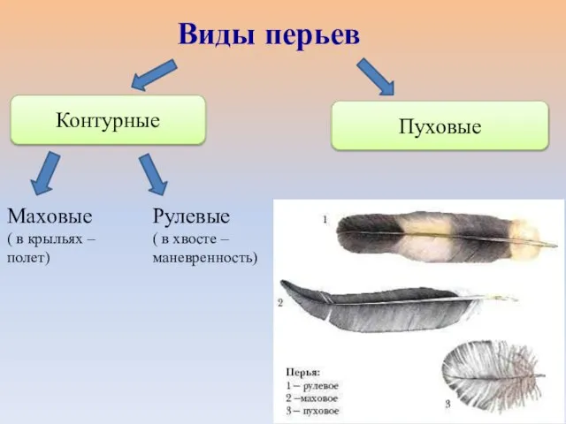 Контурные Пуховые Виды перьев Маховые ( в крыльях – полет) Рулевые ( в хвосте – маневренность)