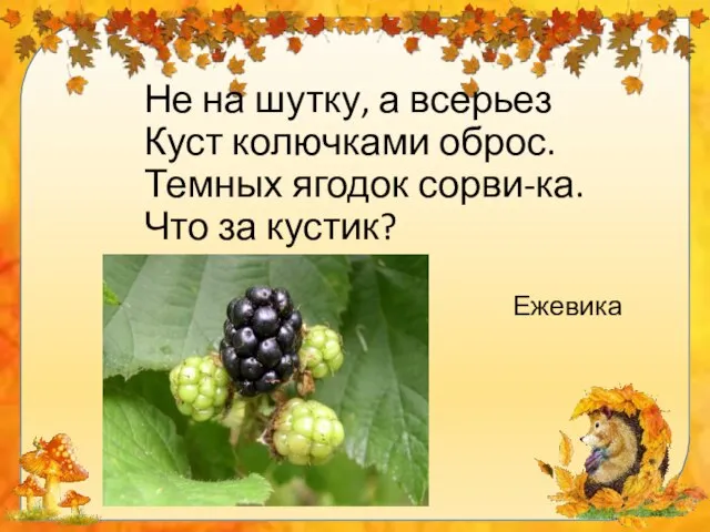 Не на шутку, а всерьез Куст колючками оброс. Темных ягодок сорви-ка. Что за кустик? Ежевика